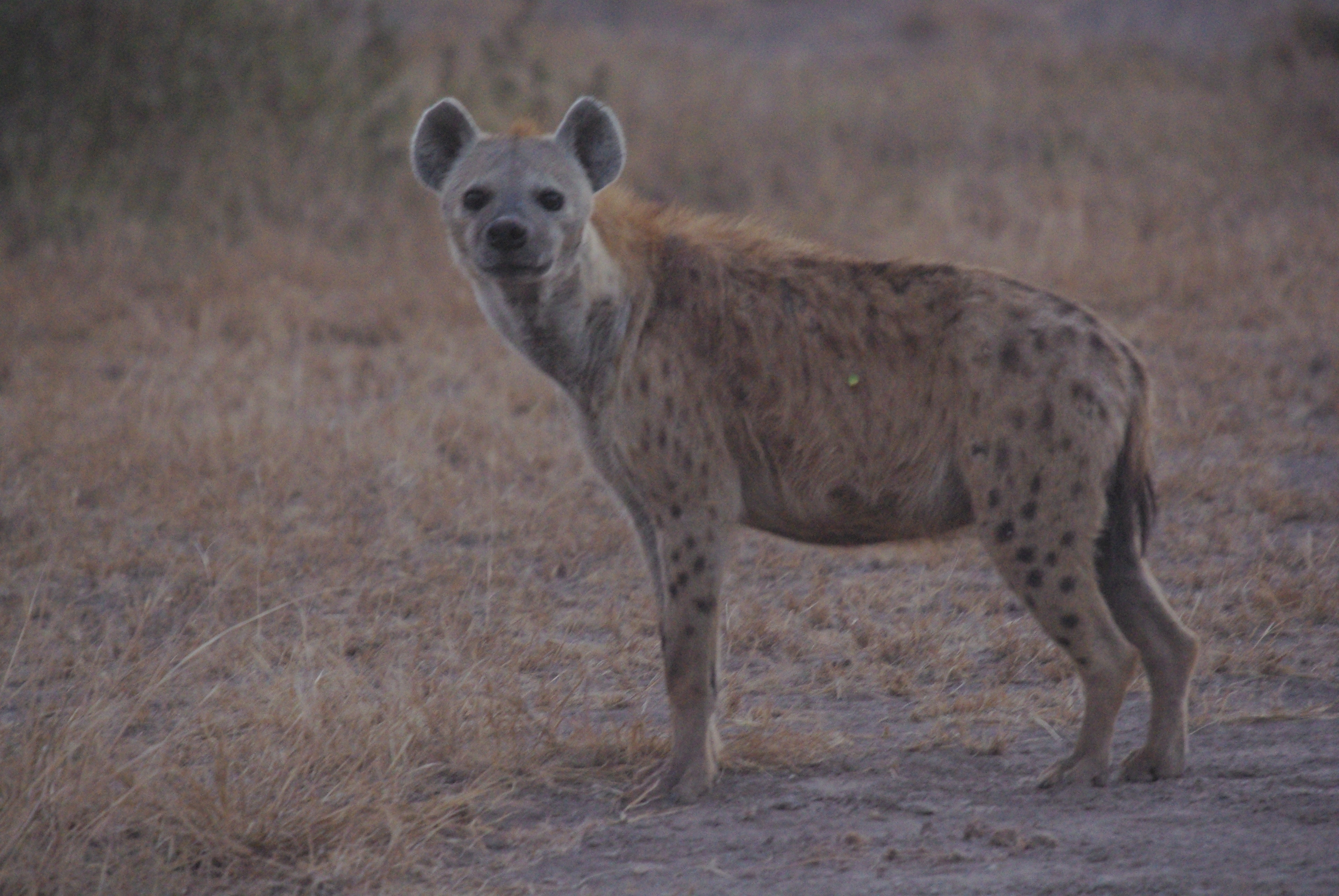 Hyène tachetée (Spotted hyena, Crocuta crocuta), adulte photographié au lever du jour dans le Parc National d'Amboselli, Kenya, alors qu'elle se dirige vers son terrier. 